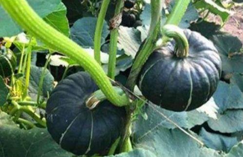 吃瓜网红音乐大全,带你领略流行音乐新风尚 第1张 吃瓜网红音乐大全,带你领略流行音乐新风尚 第1张